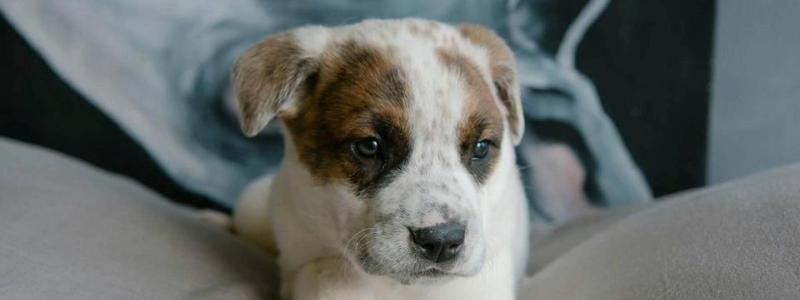 Подарите семью и любовь: какие животные ищут дом в Киеве