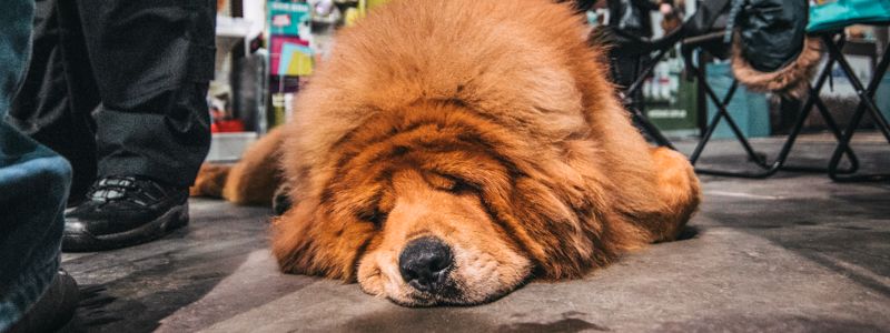 Пушистые комочки и гладкошерстные гиганты: в Киеве проходит выставка собак