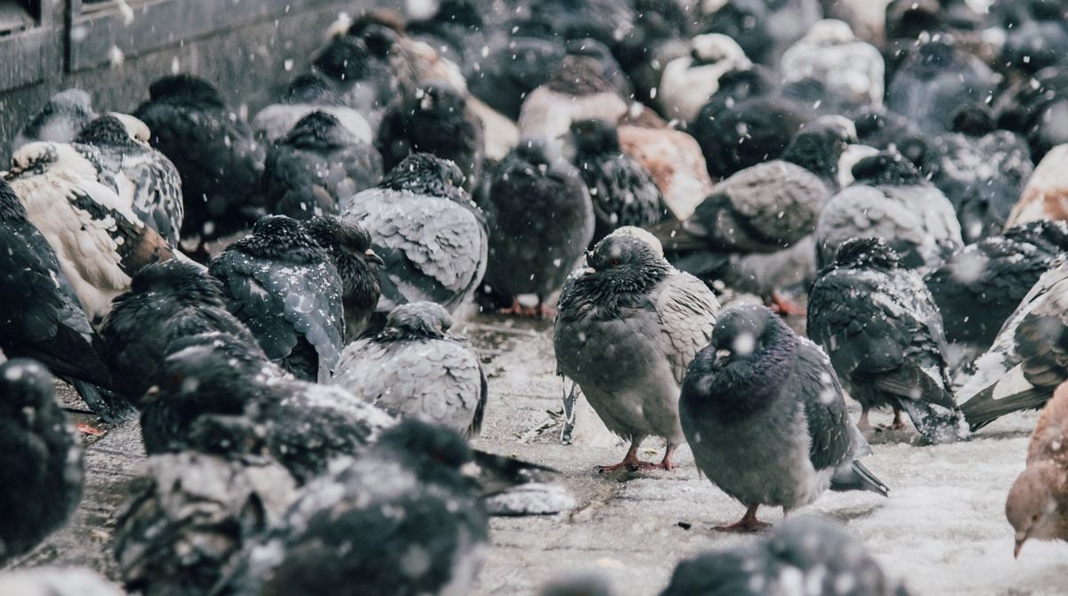 В Киеве пошел первый снег