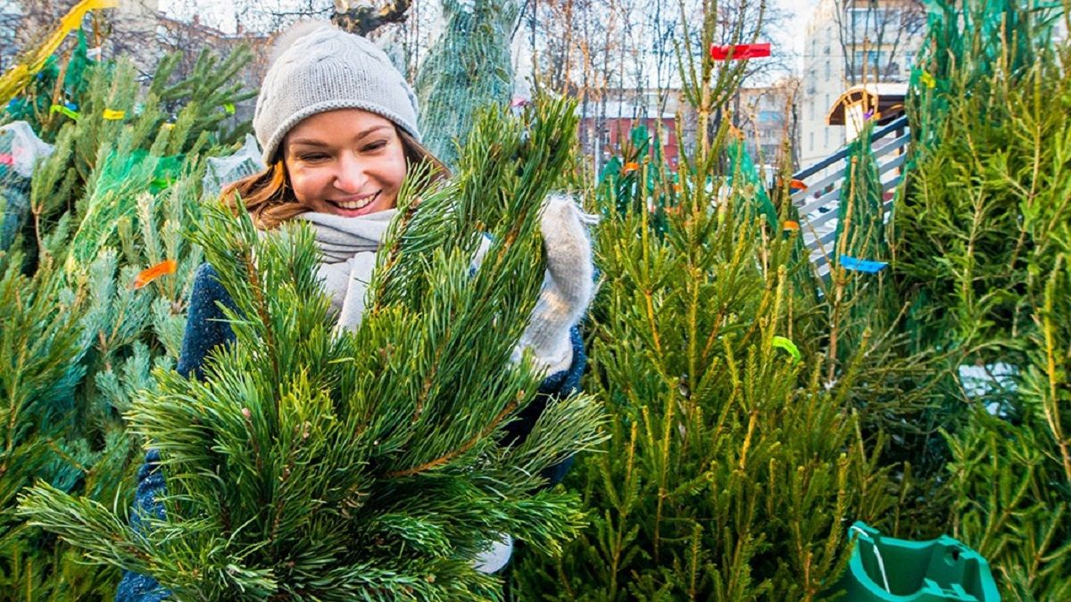 Как правильно выбрать елку на Новый год в Киеве: главные советы
