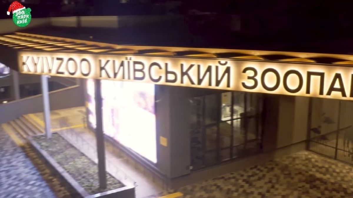 Жирафа в киевском зоопарке украсили огромными снежинками: новогоднее видео