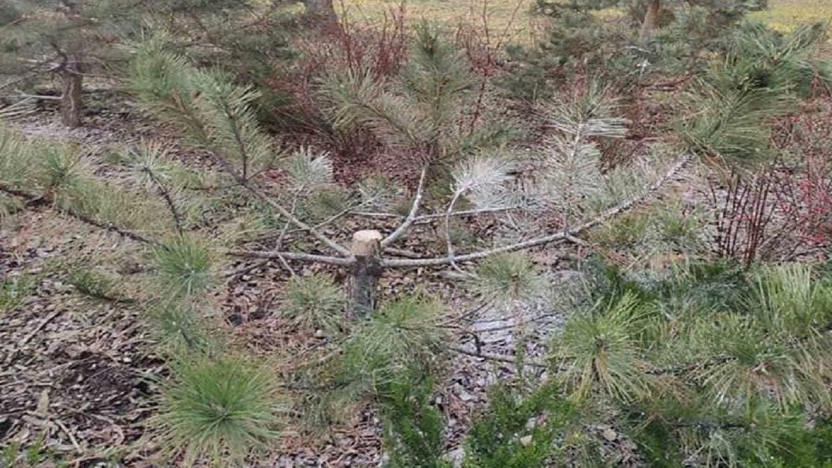 В Киеве неизвестные воруют елки прямо с улицы
