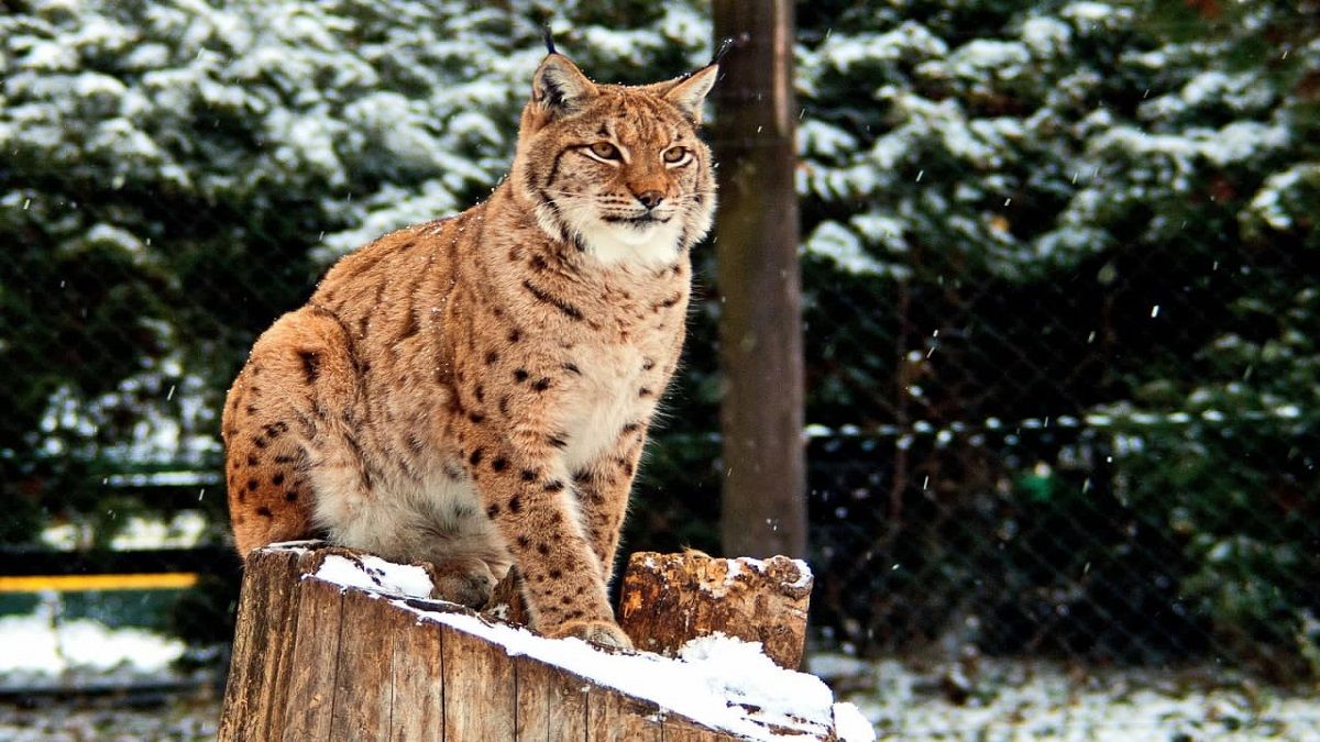 Билеты в киевский зоопарк стали дешевле из-за локдауна