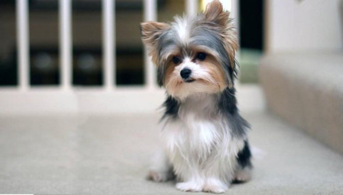 В Киеве мужчина на глазах у своих детей и жены выбросил собаку из окна 12 этажа