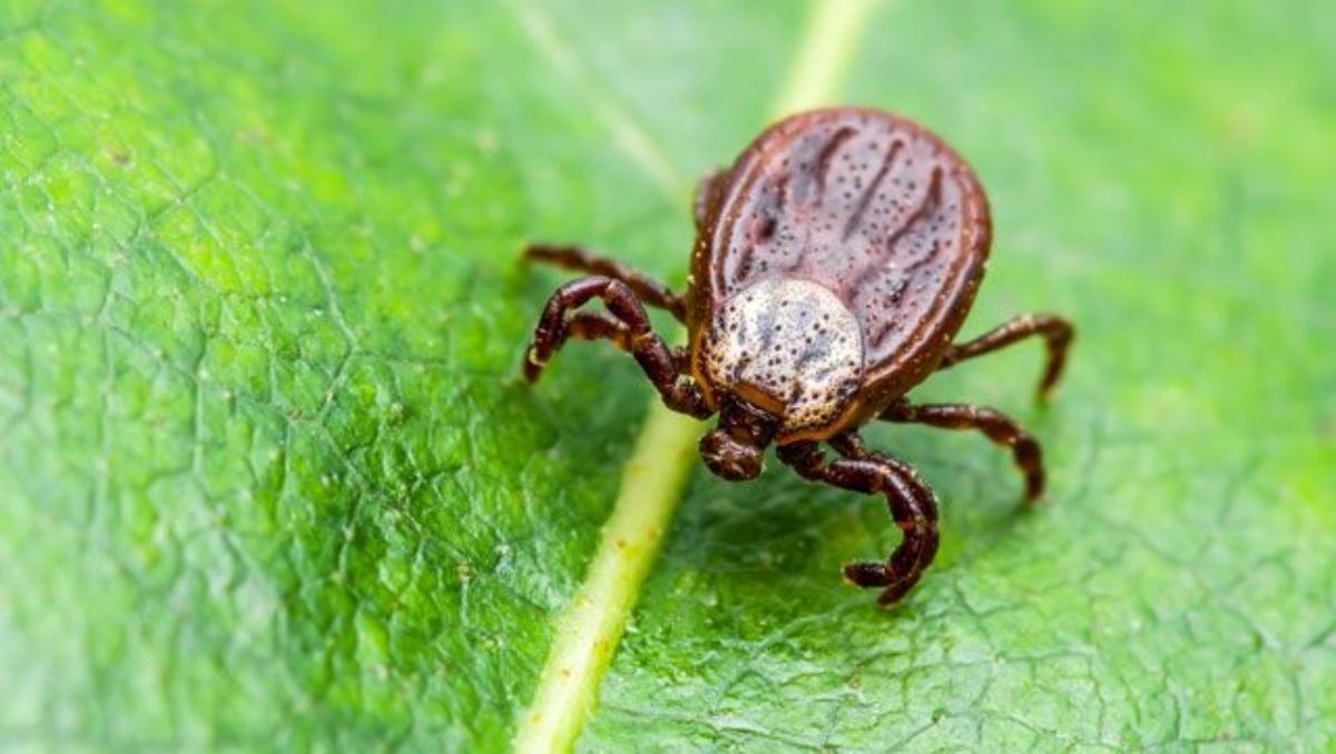 Сезон клещей в Киеве: как уберечь себя от паразитов и куда обращаться, если вас укусили