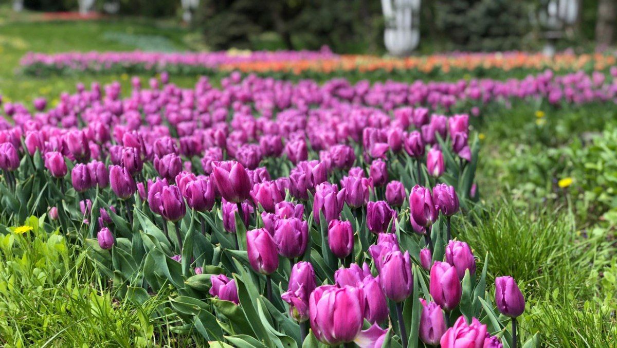 Где и когда в Киеве можно сделать фото в тюльпановых полях
