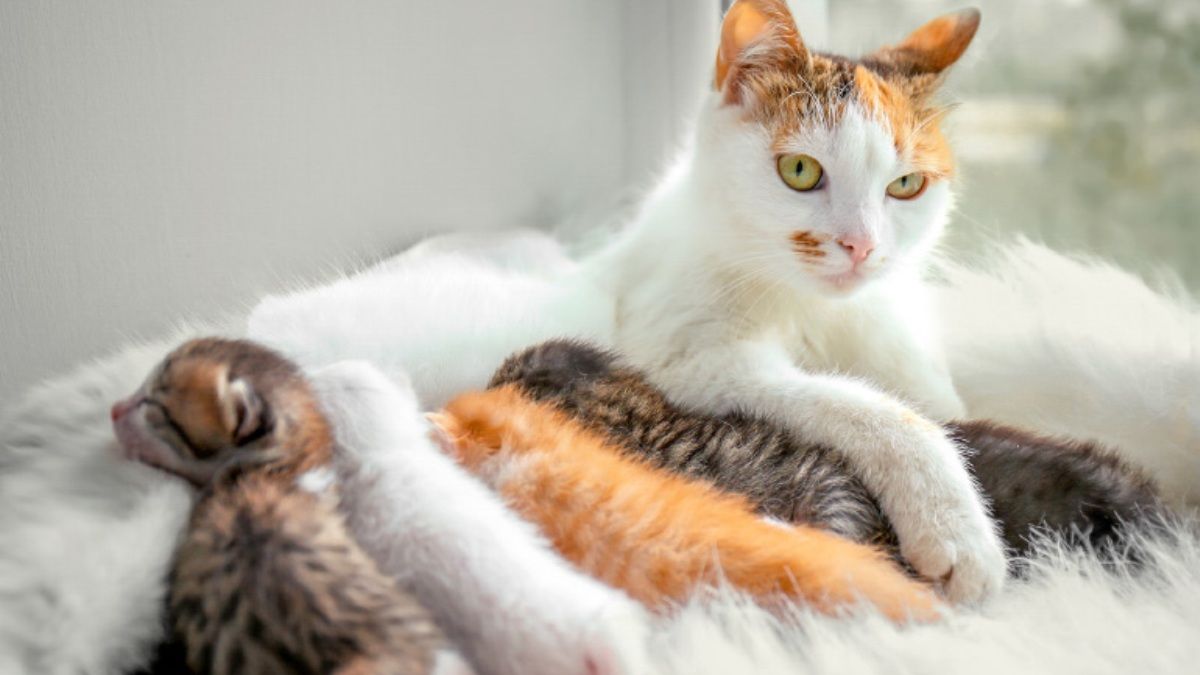 В Киеве на Троещине мужчина выкинул кошку и 4 котят из окна 7 этажа