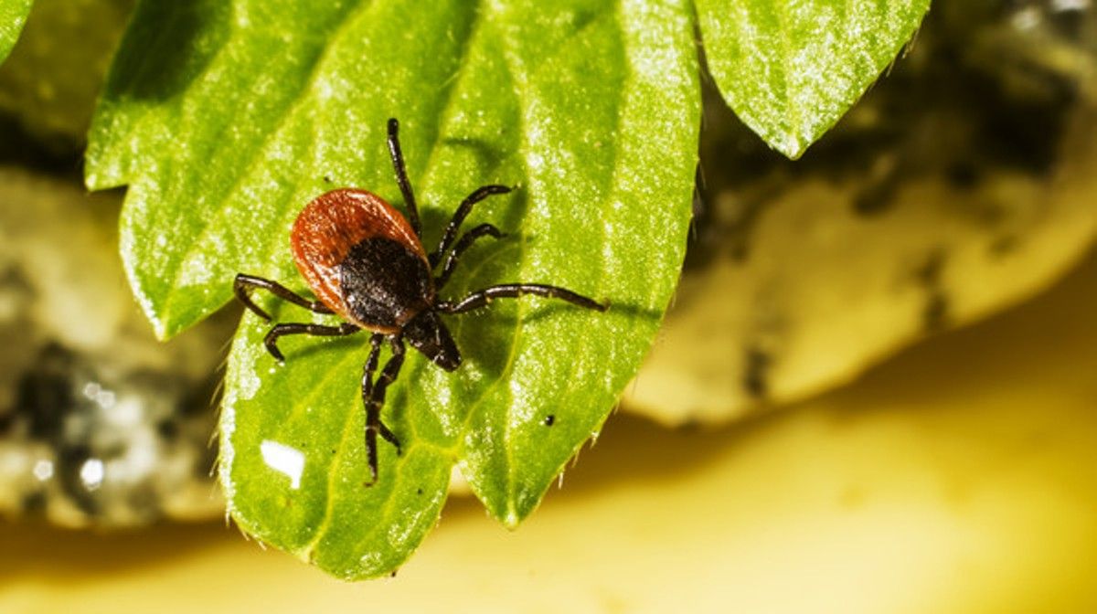 Сезон клещей в Киеве: как уберечься от паразитов и где получить бесплатную помощь при укусе