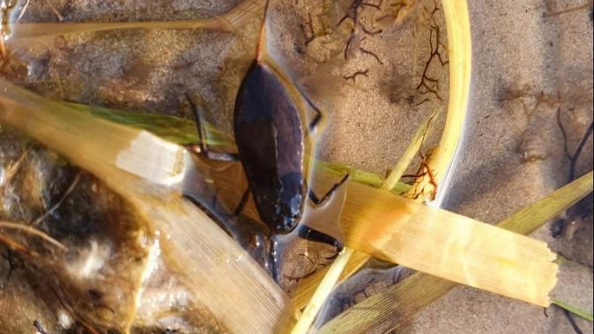 На пляже в Киеве заметили водяного скорпиона: опасно ли это