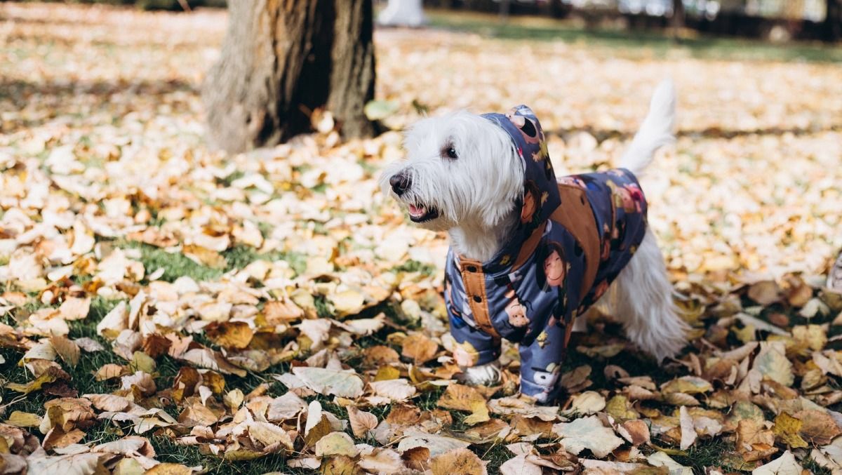 Как правильно одевать домашних любимцев на прогулку и зачем домашним животным одежда