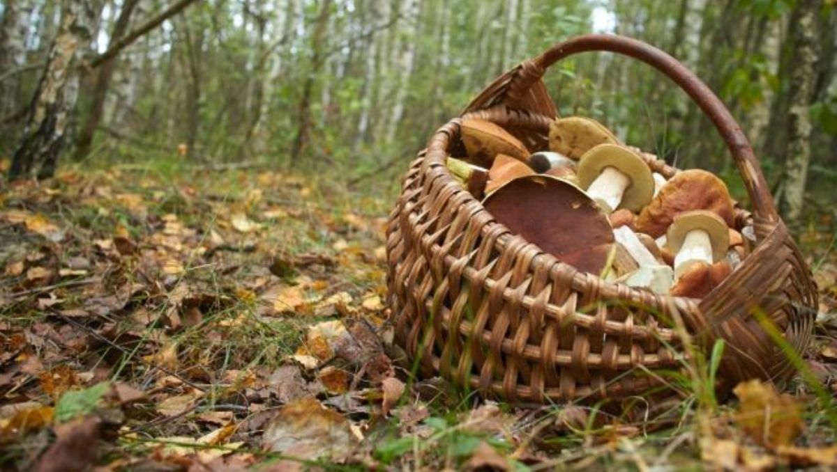 Как не отравиться грибами и что делать, если это произошло