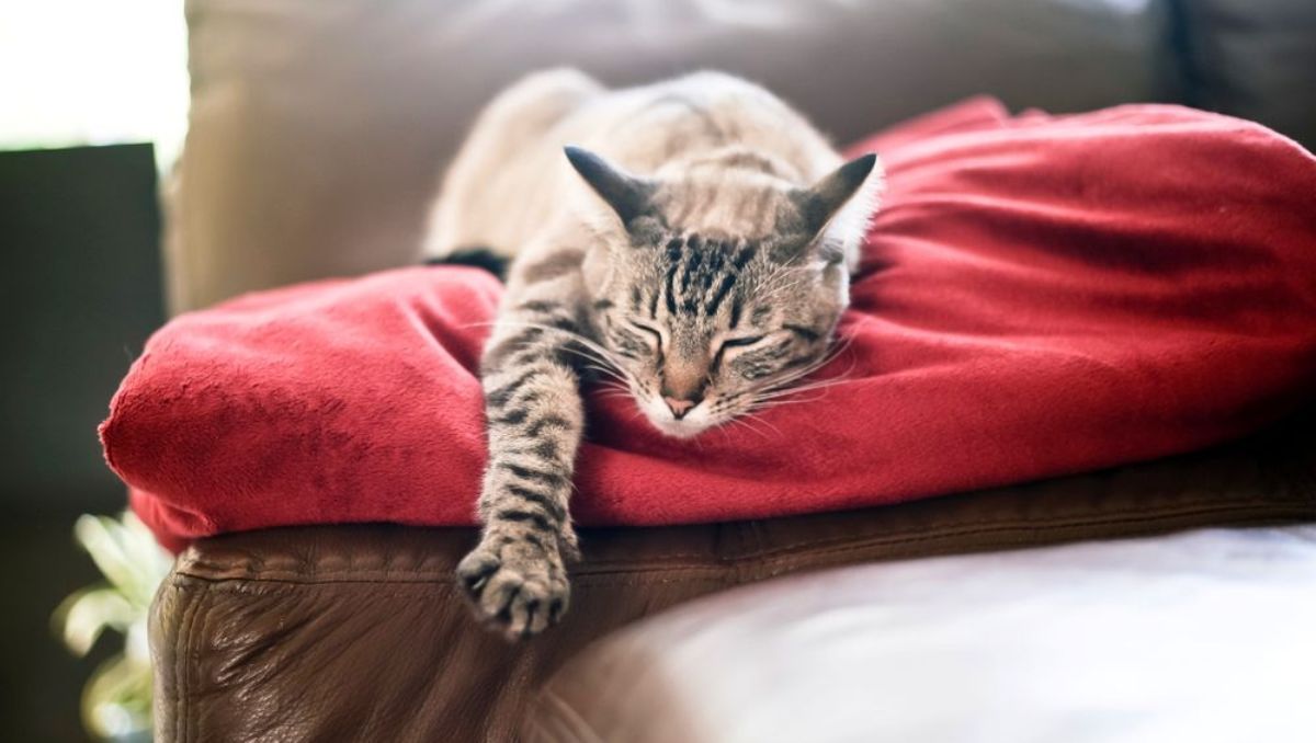 Как выбрать мягкое место для кота: главные правила
