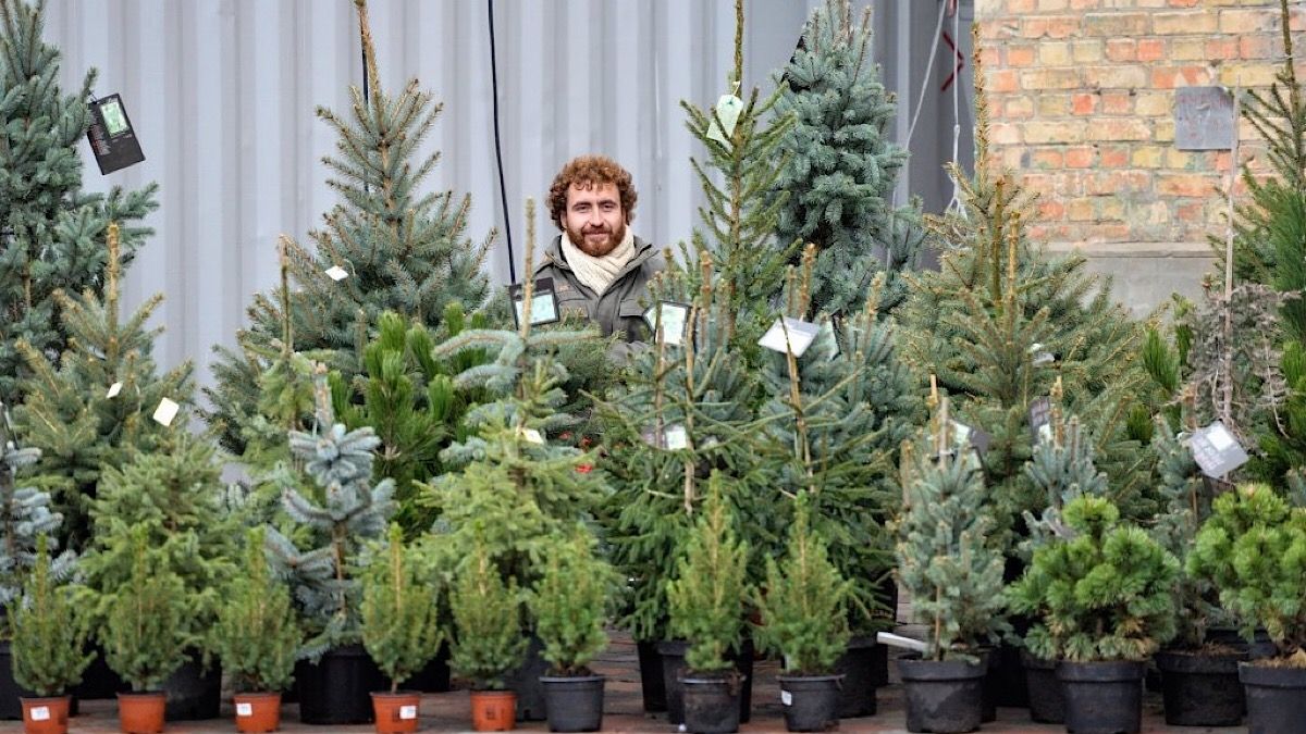 Где в Киеве самые наглые нелегальные торговцы елками