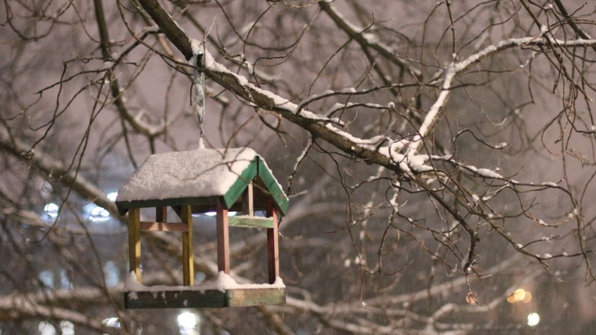 Хлеб может убить: как правильно подкармливать птиц во время сильных морозов