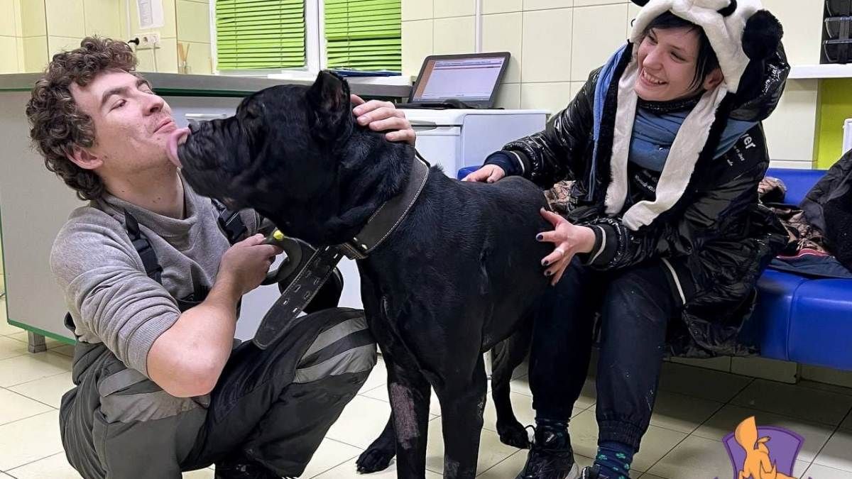 В Киеве спасли от усыпления пса, который пять дней сторожил тело умершего хозяина: собаке ищут дом