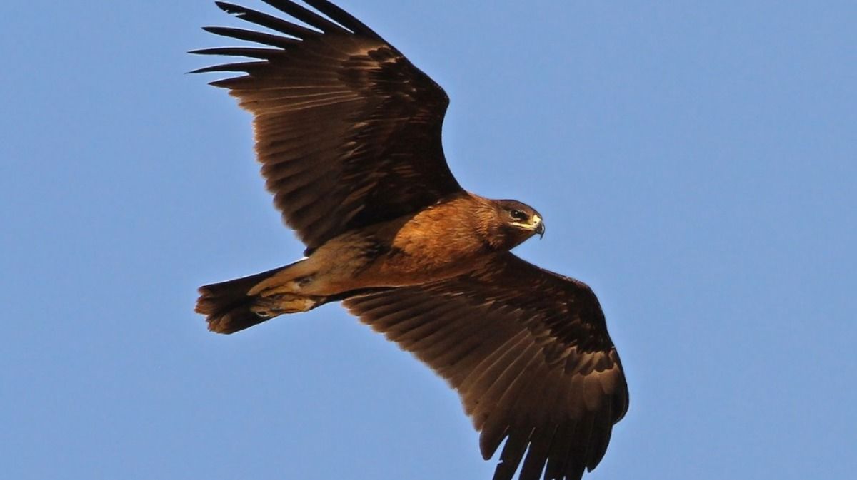 В Чернобыльской зоне отчуждения возрождается вид орлов, исчезнувший еще в 80-х