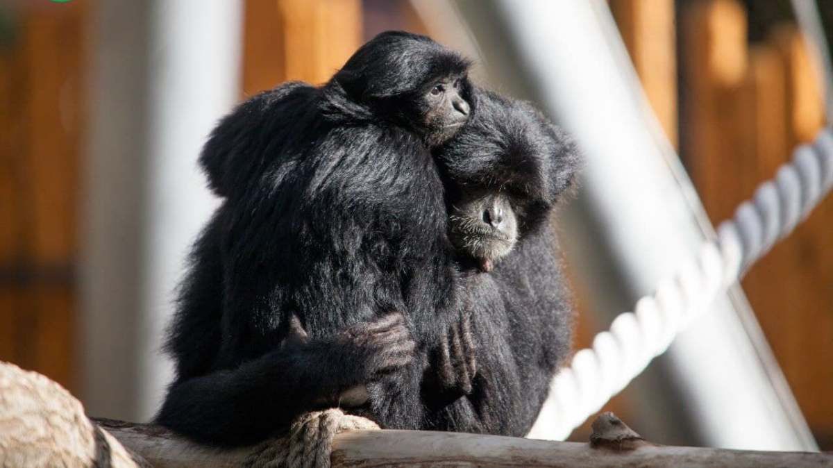 Киевский зоопарк на День влюбленных дарит бесплатный вход: но есть условия