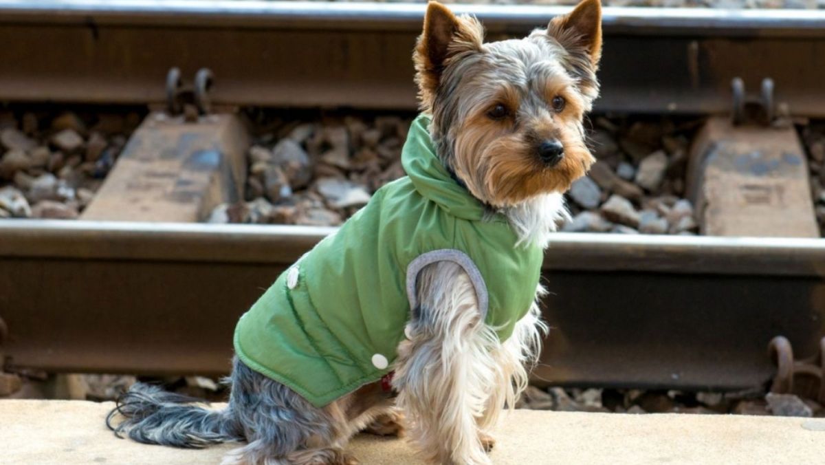 Правила транспортировки животных во время эвакуации в поездах «Укрзалізниці»