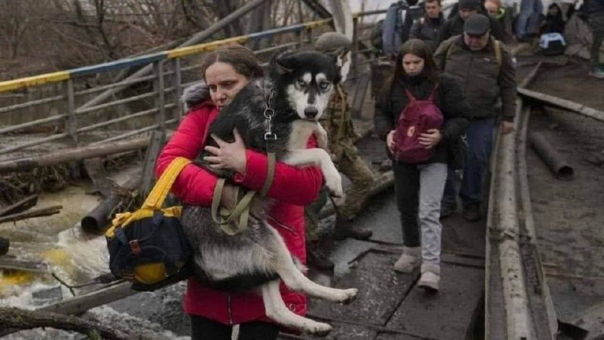 В Украине создали сайт объявлений для переселенцев: спасти закрытых животных и помочь с жильем