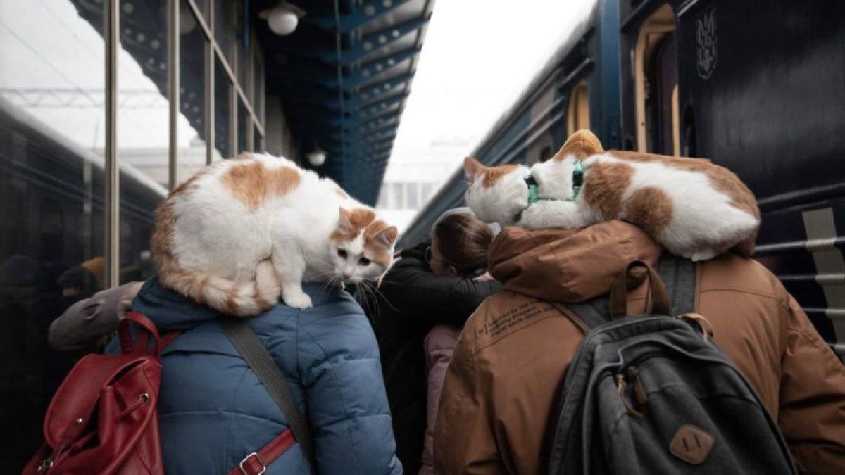 Эвакуационные рейсы поездов Укрзалізниці на 11 марта: когда и куда можно уехать из Киева и других городов