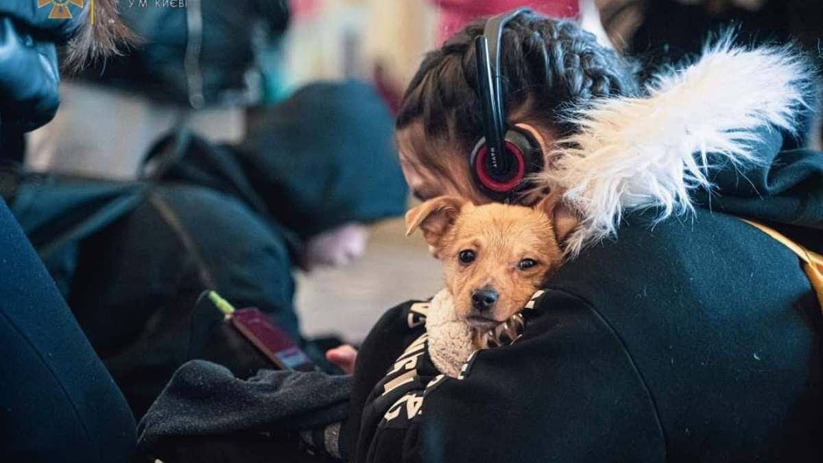 Как эвакуироваться в Европу с домашними животными: условия для разных стран