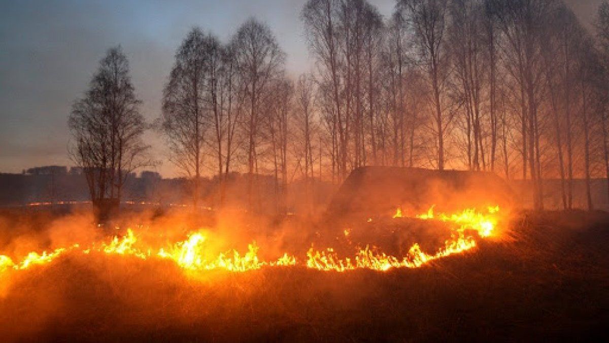 Поджог сухостоя во время войны: в Украине ужесточили ответственность