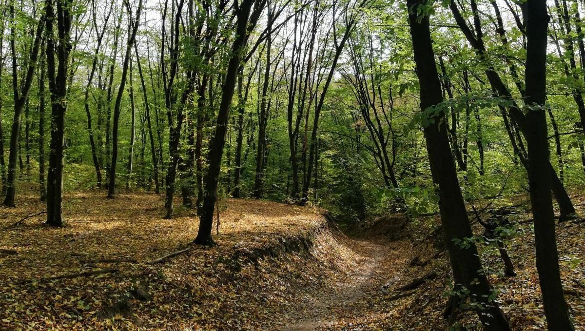 В Киеве на время войны запретили ходить и ездить в леса