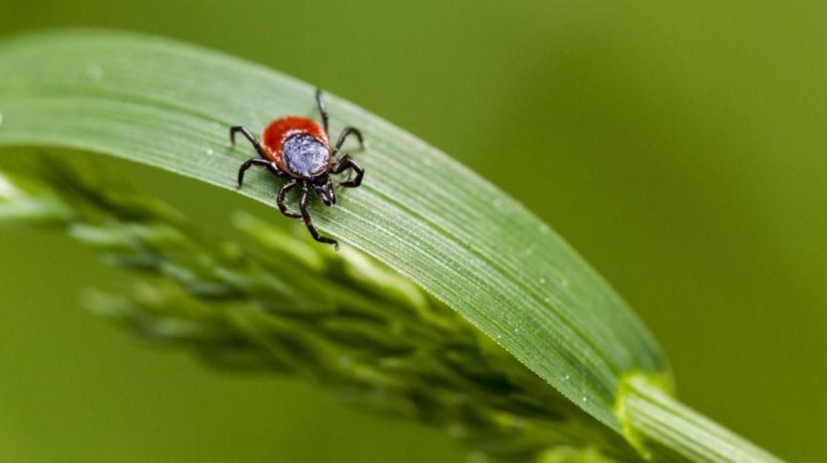 Начался сезон клещей: чем опасны паразиты весной и как уберечь себя