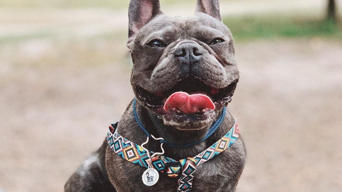 Как получить паспорт для своего питомца с помощью жетонов, которые можно бесплатно получить в магазинах АТБ