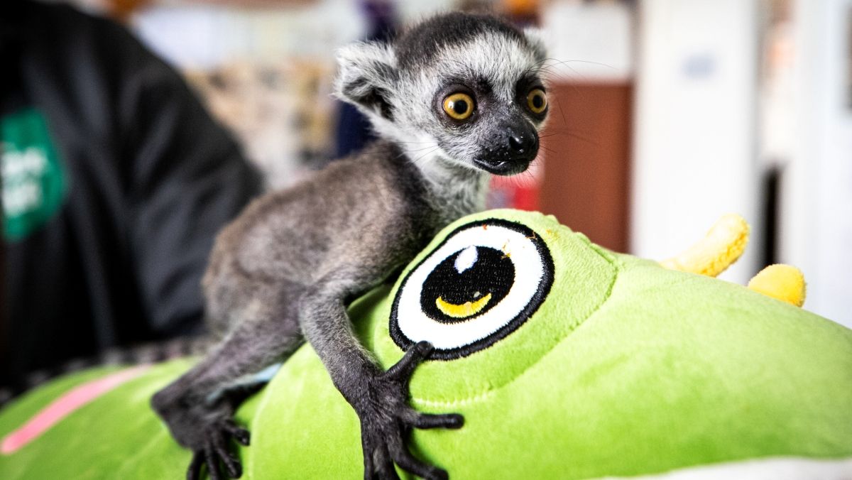 В Киевский зоопарк эвакуировали животных из Харькова: как сейчас чувствуют себя звери