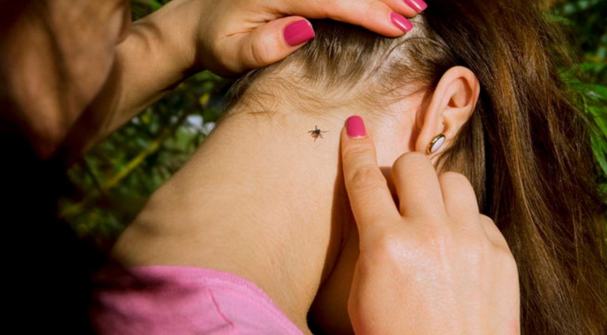 В Киев идет потепление: как уберечь себя от клещей в парках и садах