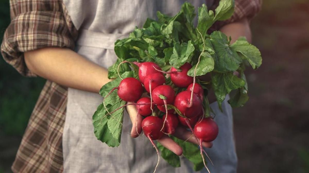 Где в Киеве купить свежи редис и зелень: адреса ярмарок