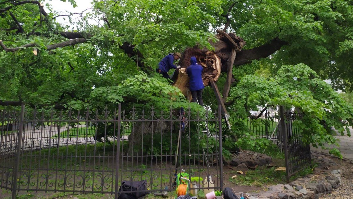 В Киеве начали лечить 400-летнюю липу Петра Могилы