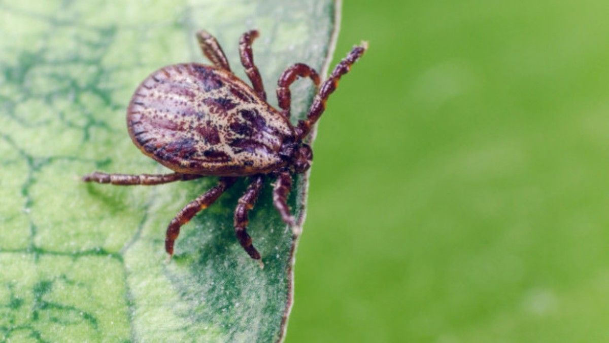 В Киеве активизировались клещи: чем они опасны и как защититься