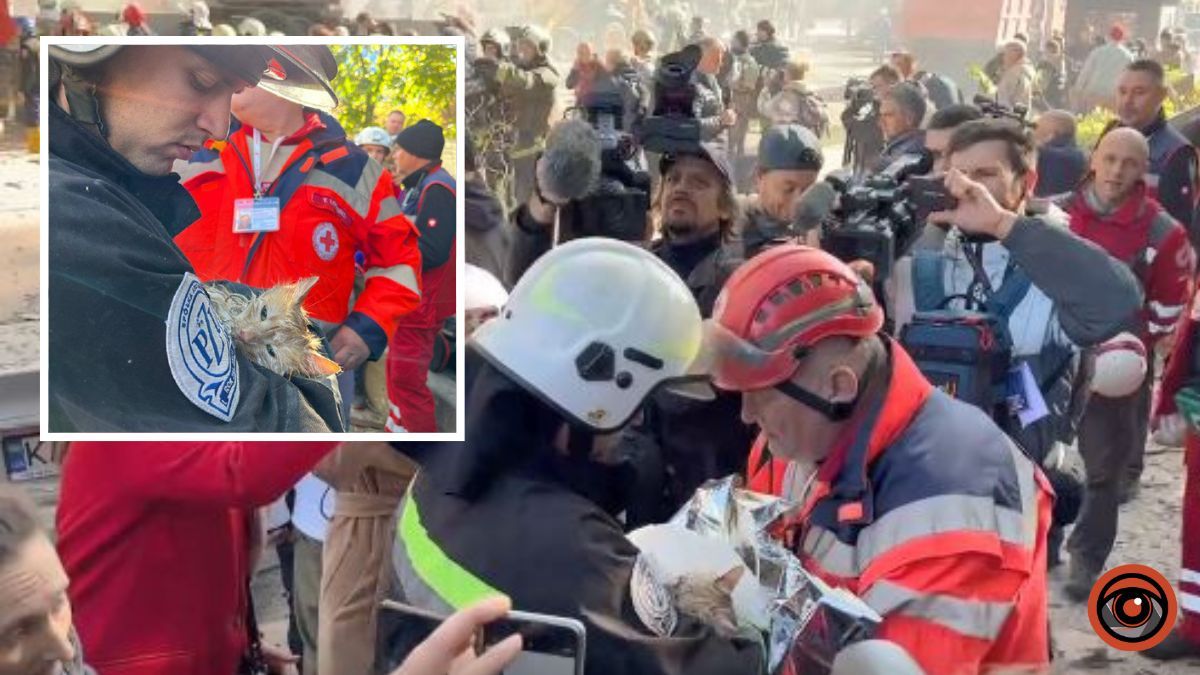 У Києві врятували кота зі зруйнованого дроном-камікадзе будинку