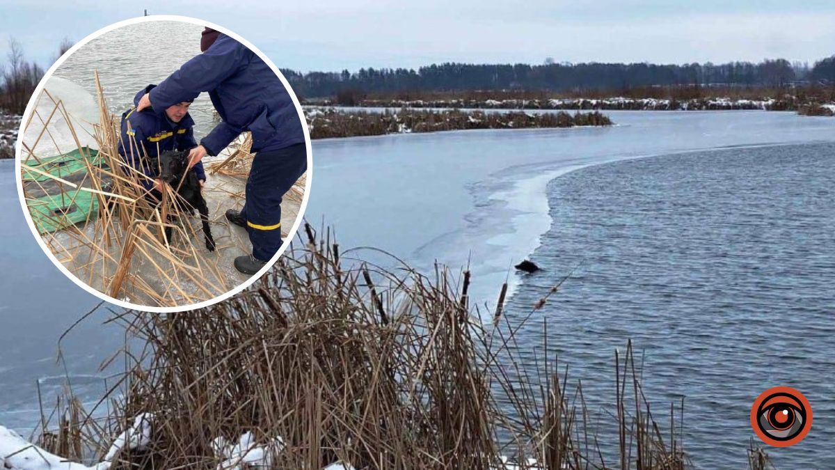 На Київщині рятувальники дістали собаку з крижаної води: чотирилапий тепер живе у частині