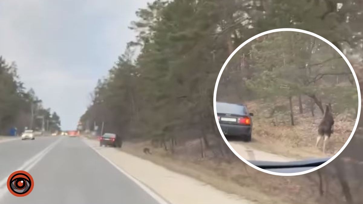 На Київщині лось вистрибнув під колеса Audi: відео моменту ДТП
