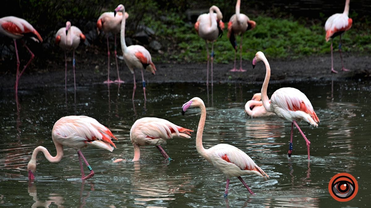 У Київському зоопарку можна побачити рожевих фламінго: рідкісних птахів України випустили на простір
