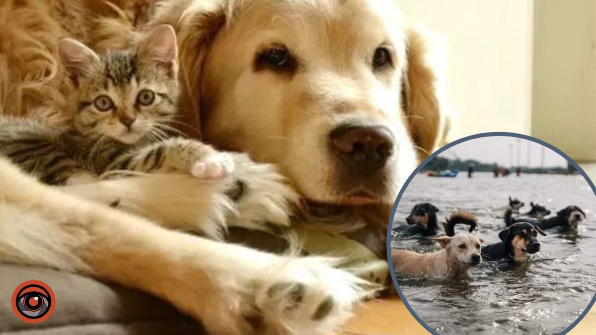 У Києві запустили сервіс пошуку перетримки для тварин: поки в тестовому режимі