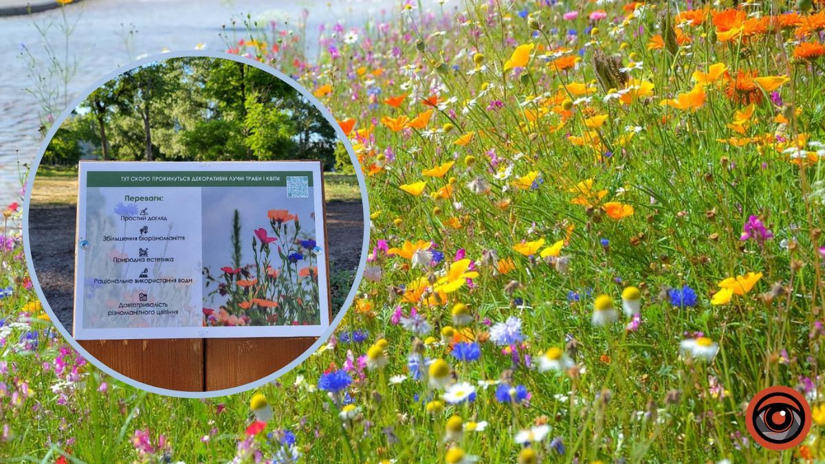 Експеримент з декоративними луками: де і навіщо у Києві створили такі ділянки