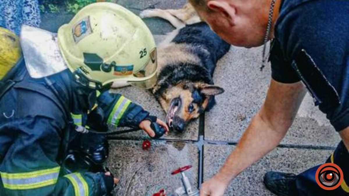 У Києві з палаючої квартири врятували собаку