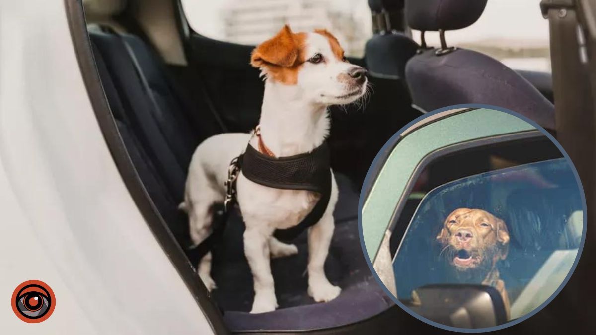 Чому небезпечно лишати тварин замкненими в авто: куди звертатись за допомогою у Києві