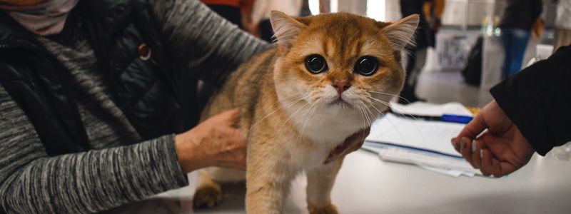 В Киеве выбирают кота-гиганта и пушистых красавчиков