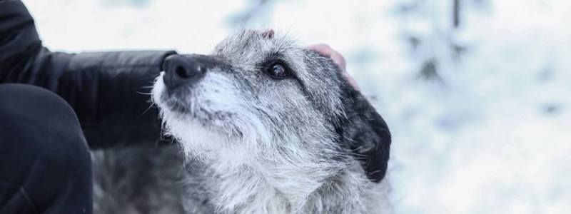 Подарите тепло и любовь: какие животные ищут дом в Киеве