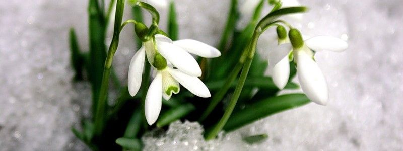 В Киеве будут штрафовать за сорванные цветы: сколько придется заплатить