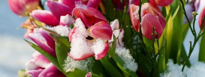 Погода на 8 марта: в Киеве будет туман и дождь