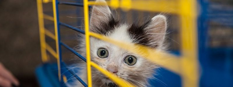 Подарите семью и любовь: какие животные ищут дом в Киеве