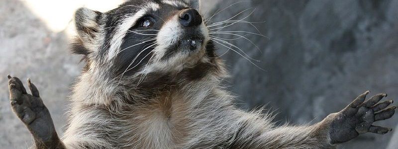 В Киеве из вентиляционного канала спасли перепуганного енота