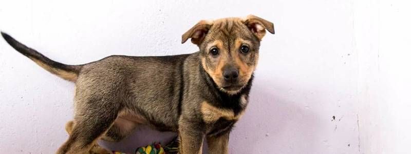 Подарите любовь: какие животные ищут дом в Киеве