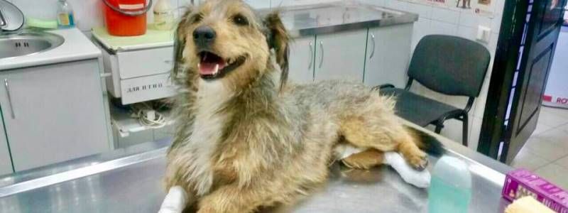 В Киеве "Скорая собачья помощь" выполняет "миссию Шиндлера"